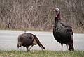 Turkeys.<br />April 13, 2013 - Parker River National Wildlife Refuge, Plum Island, Massachusetts.