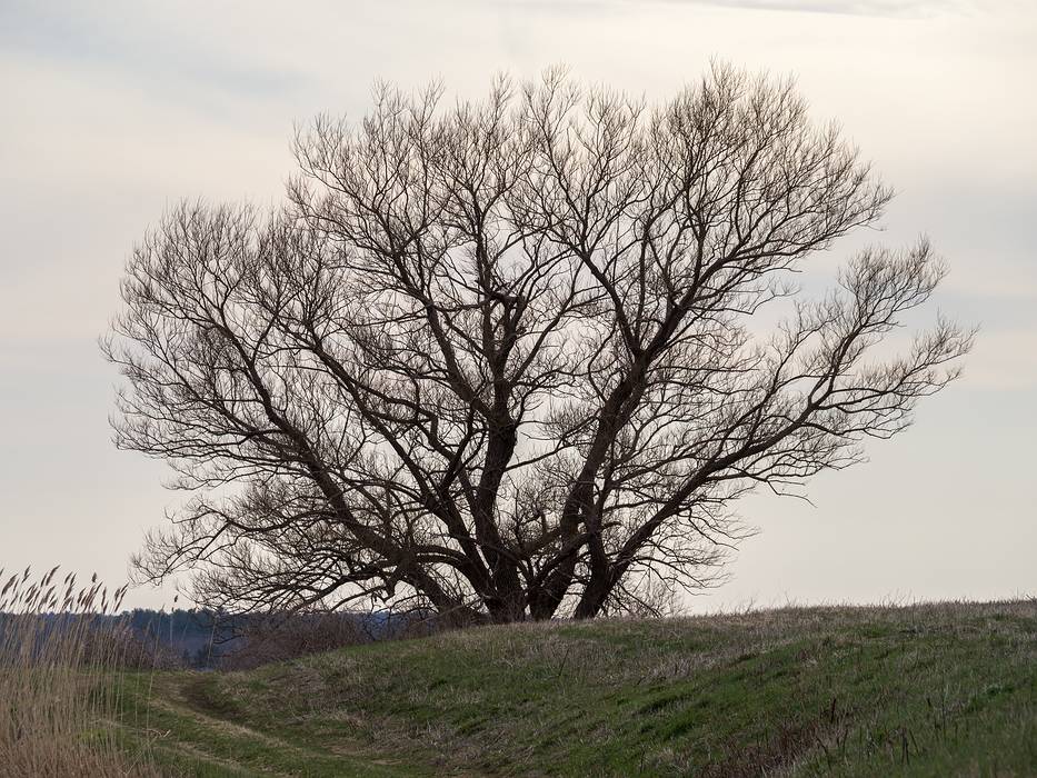 April 15, 2013 - Nelson Island, Parker River National Wildlife Refuge, Rowley, Massachusetts.