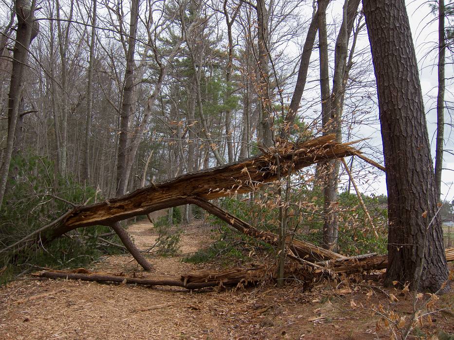 A fallen tree arching across the path.<br />April 19, 2013 - Maudslay State Park, Newburyport, Massachusetts.