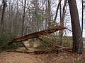 A fallen tree arching across the path.<br />April 19, 2013 - Maudslay State Park, Newburyport, Massachusetts.