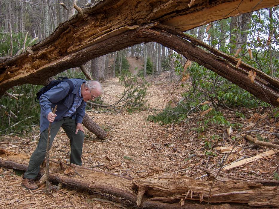 John.<br />A fallen tree arching across the path.<br />April 19, 2013 - Maudslay State Park, Newburyport, Massachusetts.