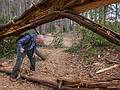 John.<br />A fallen tree arching across the path.<br />April 19, 2013 - Maudslay State Park, Newburyport, Massachusetts.