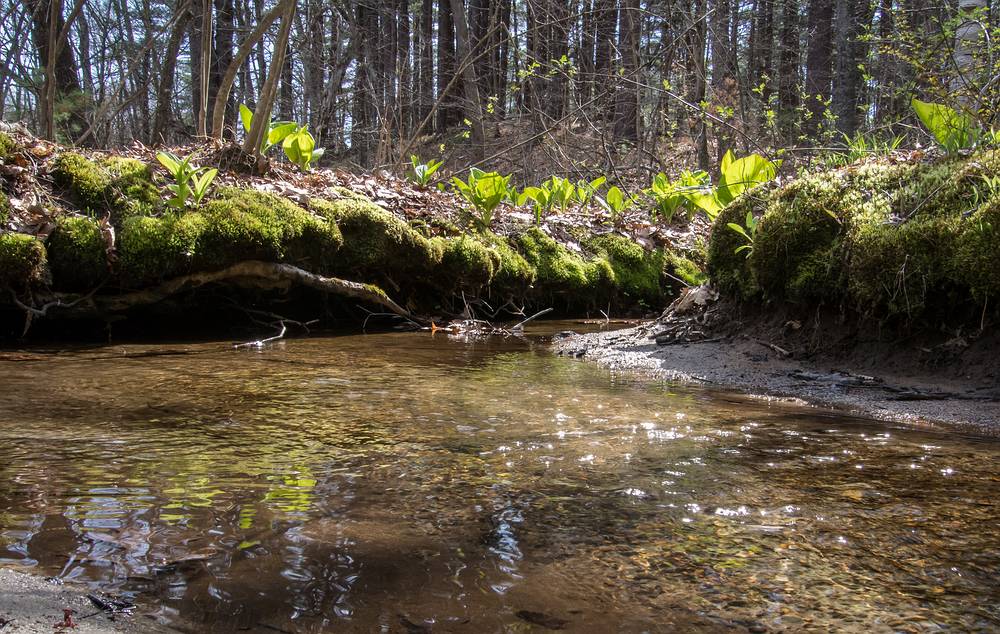 April 25, 2013 - Maudslay State Park, Newburyport, Massachusetts.