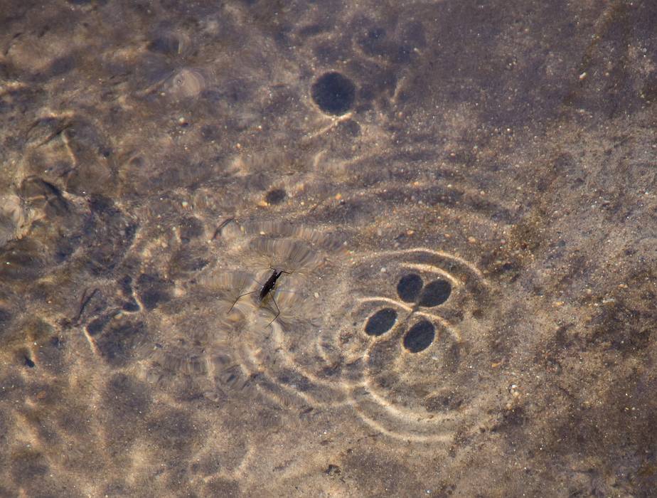 Water strider and whirlpool shadows.<br />April 25, 2013 - Maudslay State Park, Newburyport, Massachusetts.
