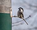 Chickadee at Curzon's Mill bridge.<br />April 25, 2013 - Maudslay State Park, Newburyport, Massachusetts.