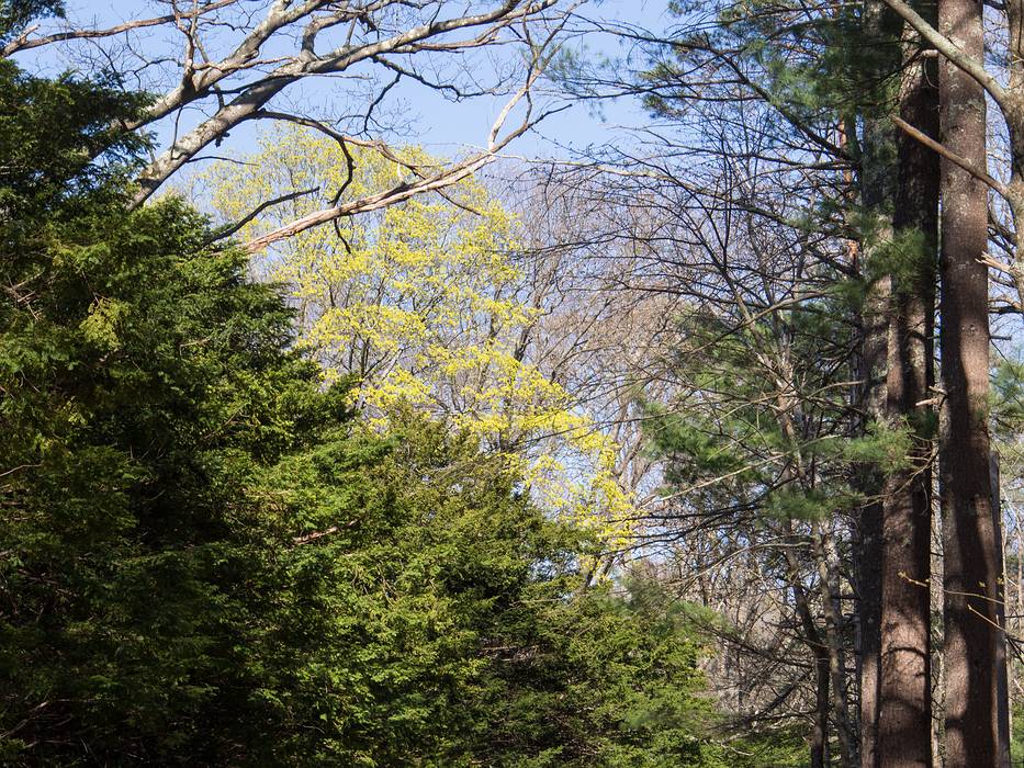 Along Curzon Mill Road.<br />April 25, 2013 - Maudslay State Park, Newburyport, Massachusetts.