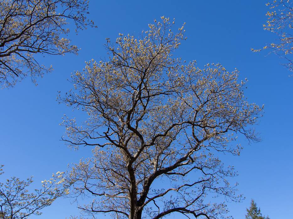 May 3, 2013 - Maudslay State Park, Newburyport, Massachusetts.