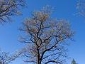 May 3, 2013 - Maudslay State Park, Newburyport, Massachusetts.