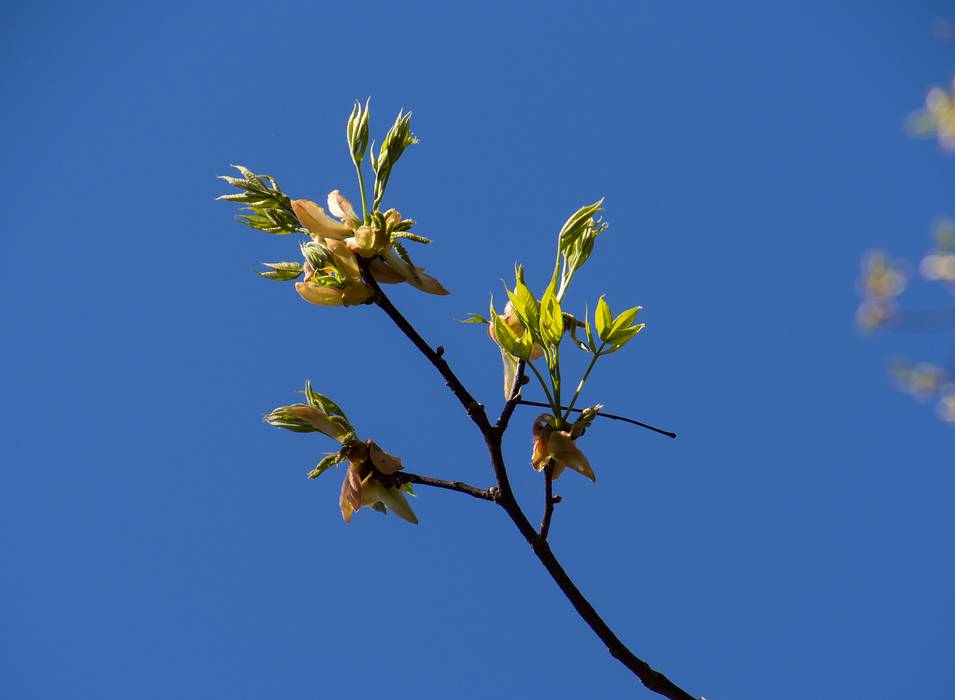 May 3, 2013 - Maudslay State Park, Newburyport, Massachusetts.