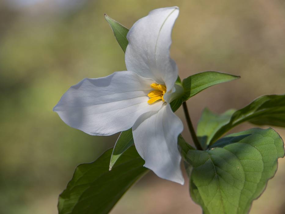 Trillium.<br />May 3, 2013 - Maudslay State Park, Newburyport, Massachusetts.