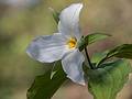 Trillium.<br />May 3, 2013 - Maudslay State Park, Newburyport, Massachusetts.