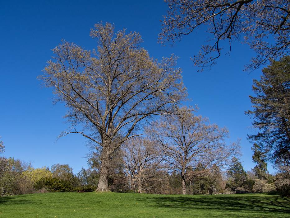 May 3, 2013 - Maudslay State Park, Newburyport, Massachusetts.