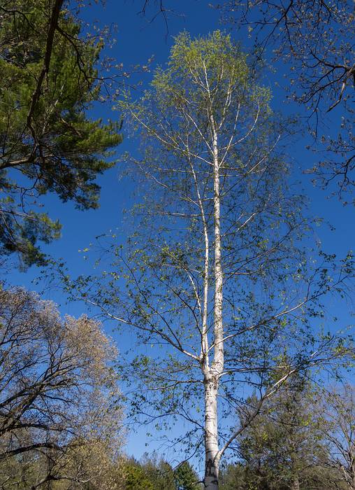 May 3, 2013 - Maudslay State Park, Newburyport, Massachusetts.