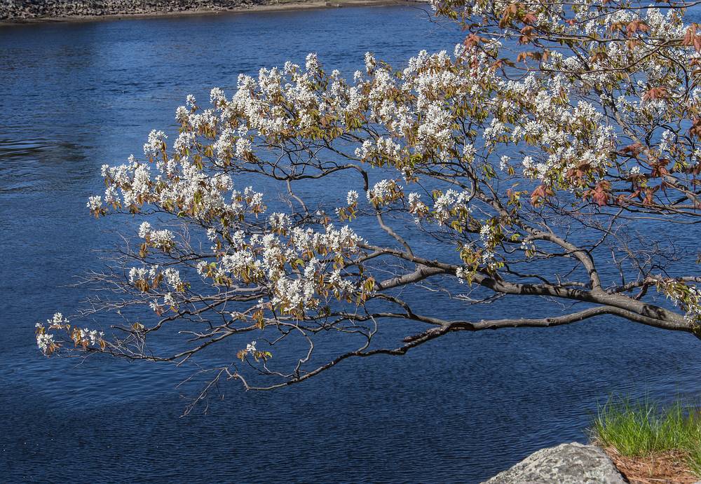 May 5, 2013 - Maudslay State Park, Newburyport, Massachuetts.