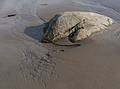 May 10, 2013 - Sandy Point State Reservation, Plum Island, Massachusetts.