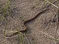 A foot long snake in the path.<br />May 10, 2013 - Sandy Point State Reservation, Plum Island, Massachusetts.