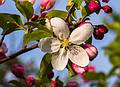 Crabapple blossoms.<br />May 10, 2013 - Sandy Point State Reservation, Plum Island, Massachusetts.