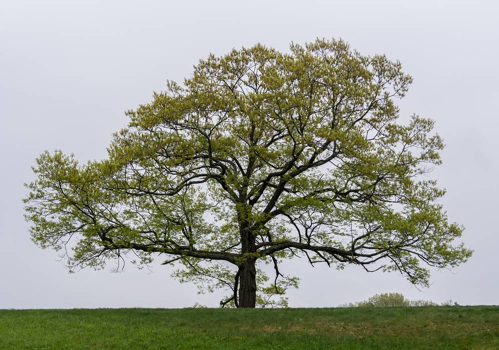 A photo shoot with The Photographic Society of Parker River National Wildlife Refuge.<br />May 11, 2013 - Maudslay State Park, Newburyport, Massachusetts.