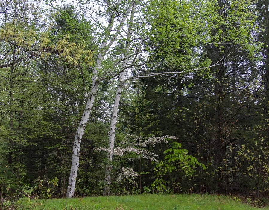 A photo shoot with The Photographic Society of Parker River National Wildlife Refuge.<br />May 11, 2013 - Maudslay State Park, Newburyport, Massachusetts.