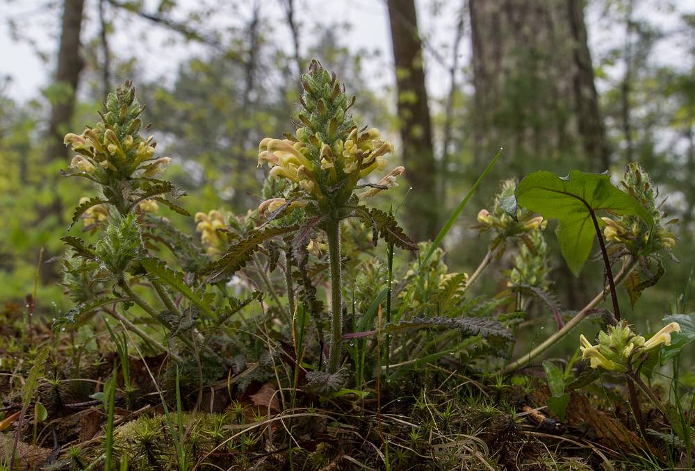 A photo shoot with The Photographic Society of Parker River National Wildlife Refuge.<br />May 11, 2013 - Maudslay State Park, Newburyport, Massachusetts.