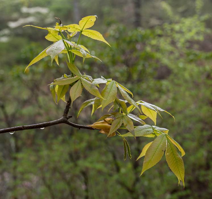 A photo shoot with The Photographic Society of Parker River National Wildlife Refuge.<br />May 11, 2013 - Maudslay State Park, Newburyport, Massachusetts.