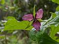Trillium.<br />A photo shoot with The Photographic Society of Parker River National Wildlife Refuge.<br />May 11, 2013 - Maudslay State Park, Newburyport, Massachusetts.