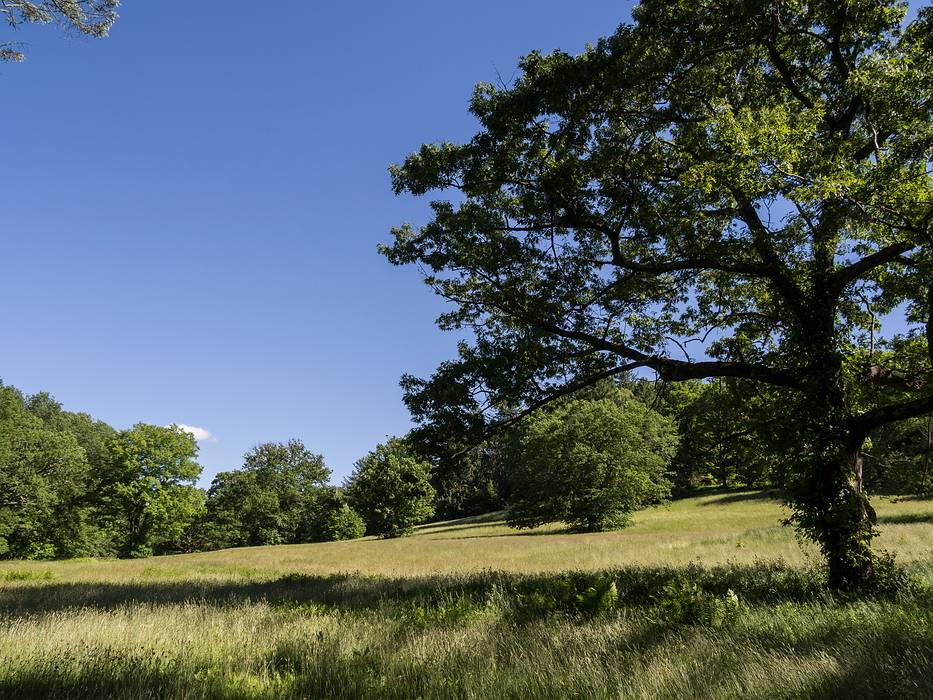 Meadow at far right (from the parking lot) of the park.<br />June 4, 2013 - Maudslay State Park, Newburyport, Massachusetts.