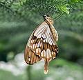 A photo shoot with the Photographic Society of the Parker River National Wildlife Refuge.<br />June 8, 2013 - The Butterfly Place, Westford, Massachusetts.