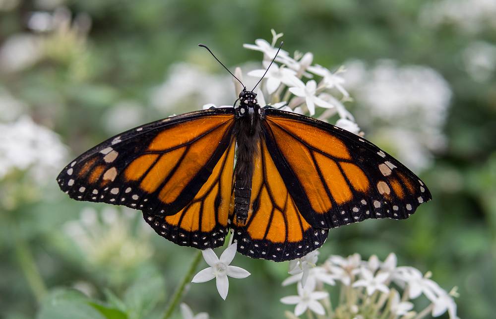 A photo shoot with the Photographic Society of the Parker River National Wildlife Refuge.<br />June 8, 2013 - The Butterfly Place, Westford, Massachusetts.