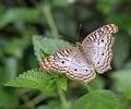 A photo shoot with the Photographic Society of the Parker River National Wildlife Refuge.<br />June 8, 2013 - The Butterfly Place, Westford, Massachusetts.