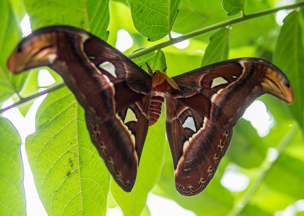 A photo shoot with the Photographic Society of the Parker River National Wildlife Refuge.<br />June 8, 2013 - The Butterfly Place, Westford, Massachusetts.