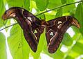 A photo shoot with the Photographic Society of the Parker River National Wildlife Refuge.<br />June 8, 2013 - The Butterfly Place, Westford, Massachusetts.