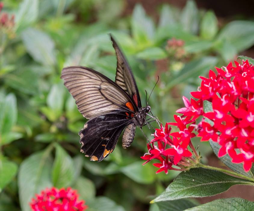 A photo shoot with the Photographic Society of the Parker River National Wildlife Refuge.<br />June 8, 2013 - The Butterfly Place, Westford, Massachusetts.