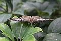 A photo shoot with the Photographic Society of the Parker River National Wildlife Refuge.<br />June 8, 2013 - The Butterfly Place, Westford, Massachusetts.