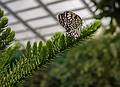 A photo shoot with the Photographic Society of the Parker River National Wildlife Refuge.<br />June 8, 2013 - The Butterfly Place, Westford, Massachusetts.