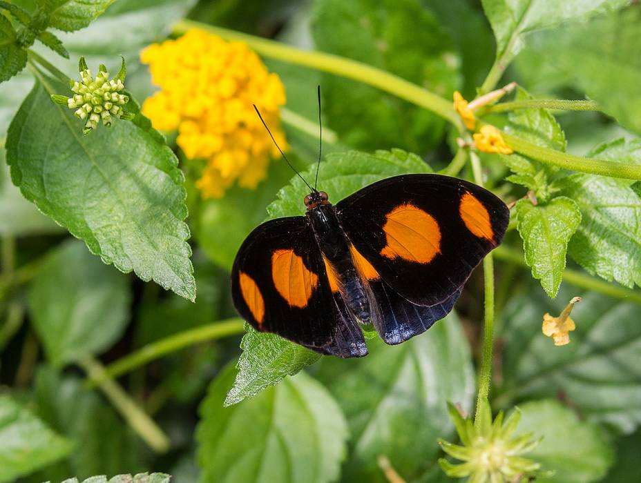 A photo shoot with the Photographic Society of the Parker River National Wildlife Refuge.<br />June 8, 2013 - The Butterfly Place, Westford, Massachusetts.