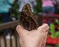 A photo shoot with the Photographic Society of the Parker River National Wildlife Refuge.<br />June 8, 2013 - The Butterfly Place, Westford, Massachusetts.