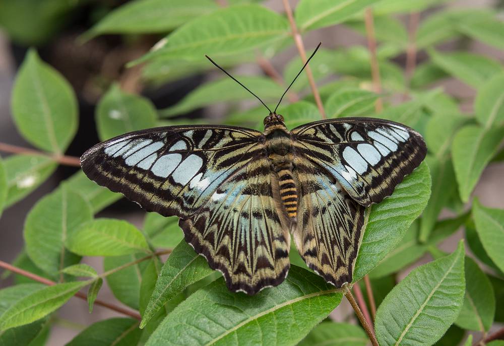 A photo shoot with the Photographic Society of the Parker River National Wildlife Refuge.<br />June 8, 2013 - The Butterfly Place, Westford, Massachusetts.