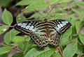 A photo shoot with the Photographic Society of the Parker River National Wildlife Refuge.<br />June 8, 2013 - The Butterfly Place, Westford, Massachusetts.