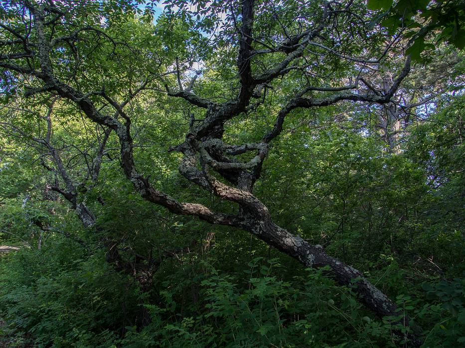 Pines Trail.<br />June 15, 2013 - Parker River National Wildlife Refuge, Plum Island, Massachusetts.