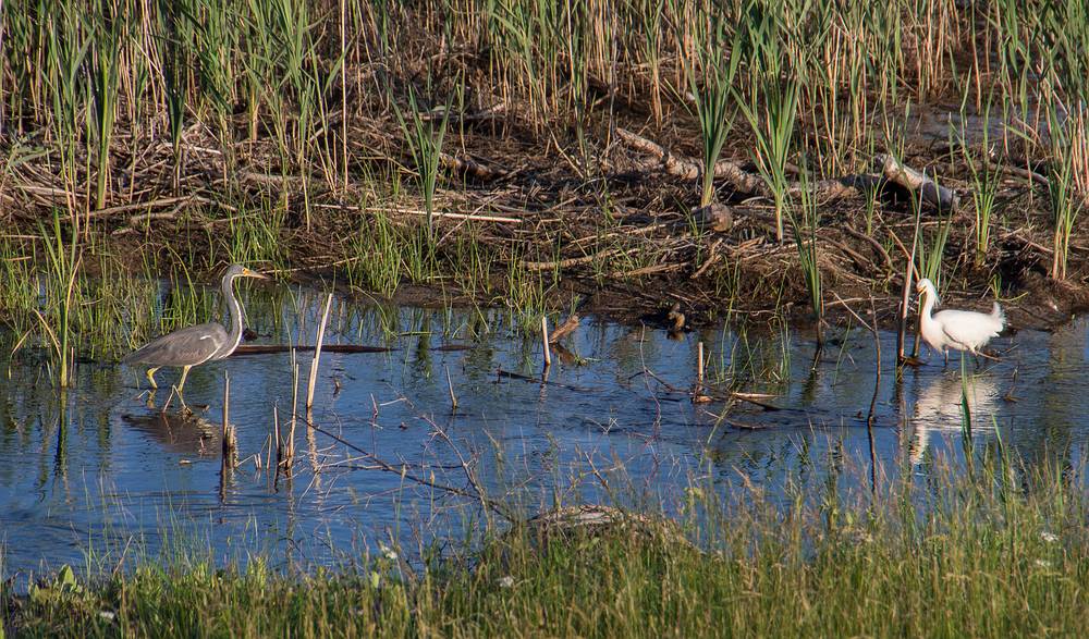 Tricolored heron.<br />Hellcat Wildlife Observation Area.<br />June 15, 2013 - Parker River National Wildlife Refuge, Plum Island, Massachusetts.