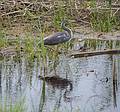 Tricolored heron.<br />Hellcat Wildlife Observation Area.<br />June 16, 2013 - Parker River National Wildlife Refuge, Plum Island, Massachusetts.