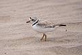 A piping plover?<br />June 16, 2013 - Sandy Point State Reservation, Plum Island, Massachusetts.