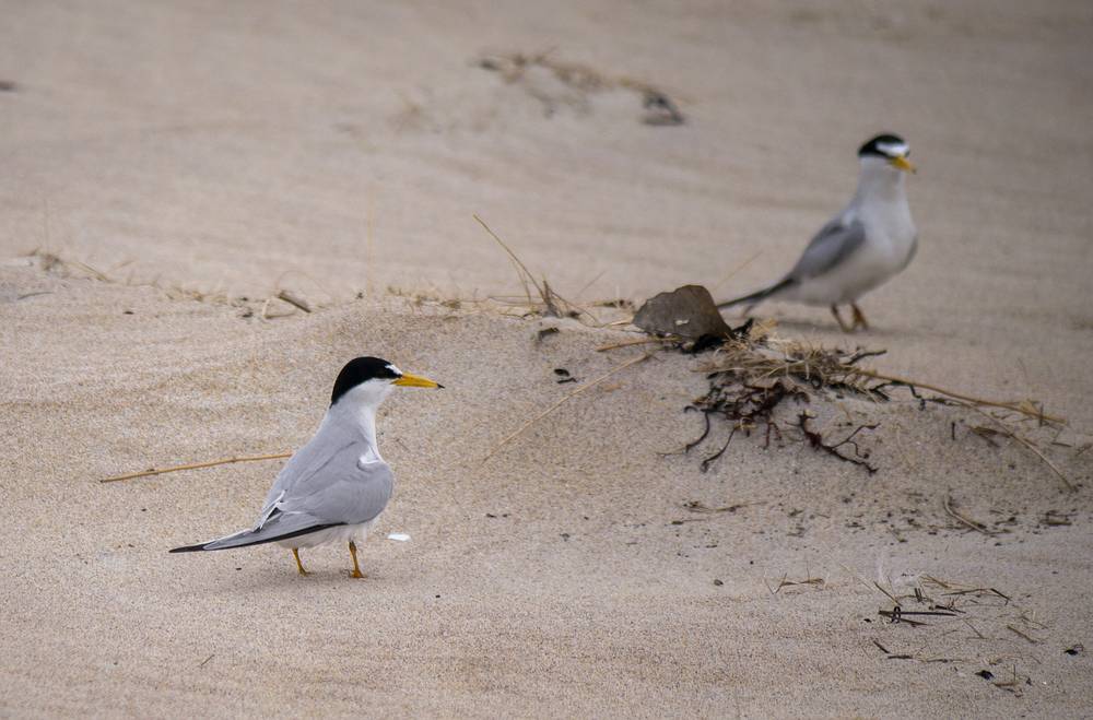 Least tern.<br />June 16, 2013 - Sandy Point State Reservation, Plum Island, Massachusetts.