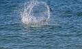Gray seal splashing.<br />June 20, 2013 - Chatham, Massachusetts.