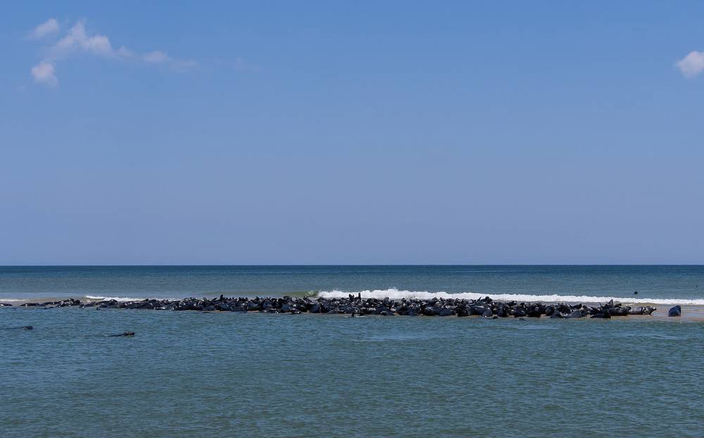 A couple hundred gray seals on a sandbar.<br />Head of the Meadow Beach.<br />June 21, 2013 - Cape Cod National Seashore, Massachusetts.