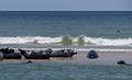 Gray seals on a sandbar.<br />Head of the Meadow Beach.<br />June 21, 2013 - Cape Cod National Seashore, Massachusetts.