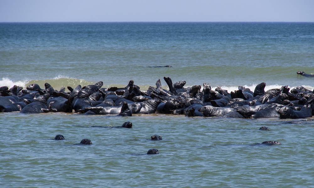 Gray seals on sandbar.<br />Head of the Meadow Beach.<br />June 21, 2013 - Cape Cod National Seashore, Massachusetts.