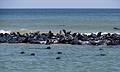 Gray seals on sandbar.<br />Head of the Meadow Beach.<br />June 21, 2013 - Cape Cod National Seashore, Massachusetts.