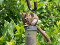 Squirrel on a bird feeder.<br />June 22, 2013 - Audubon's Wellfleet Bay Wildlife Sanctuary, Cape Cod, Massachusetts.